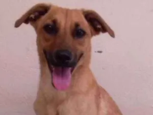 Cachorro raça  idade 1 ano nome Sem nome