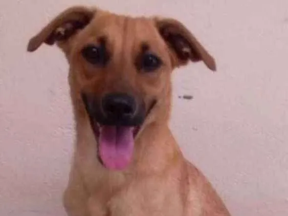Cachorro ra a  idade 1 ano nome Sem nome