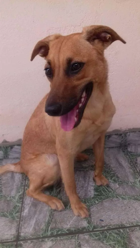Cachorro ra a  idade 1 ano nome Sem nome