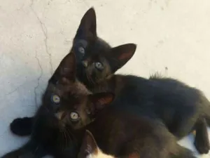 Gato raça Srd idade 2 a 6 meses nome Sem nome