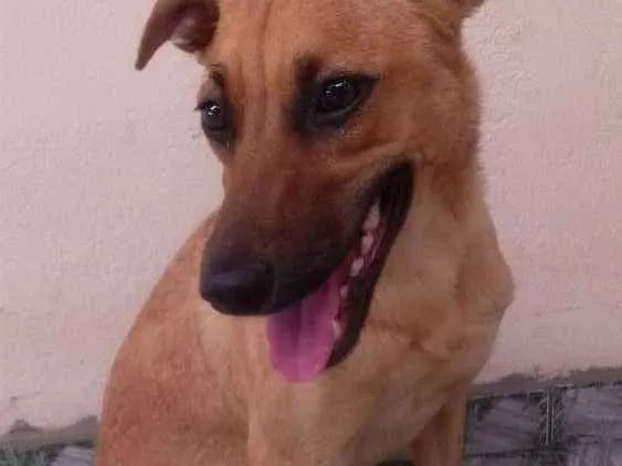 Cachorro ra a  idade 1 ano nome Sem nome