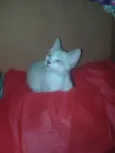 Dunga
