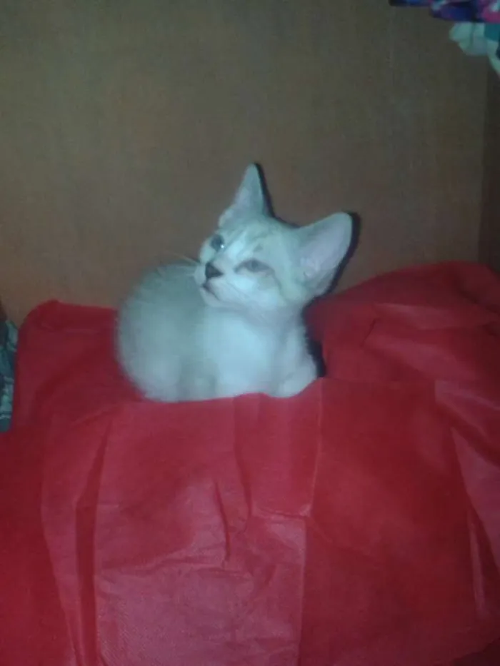 Gato ra a Srd idade 2 a 6 meses nome Dunga