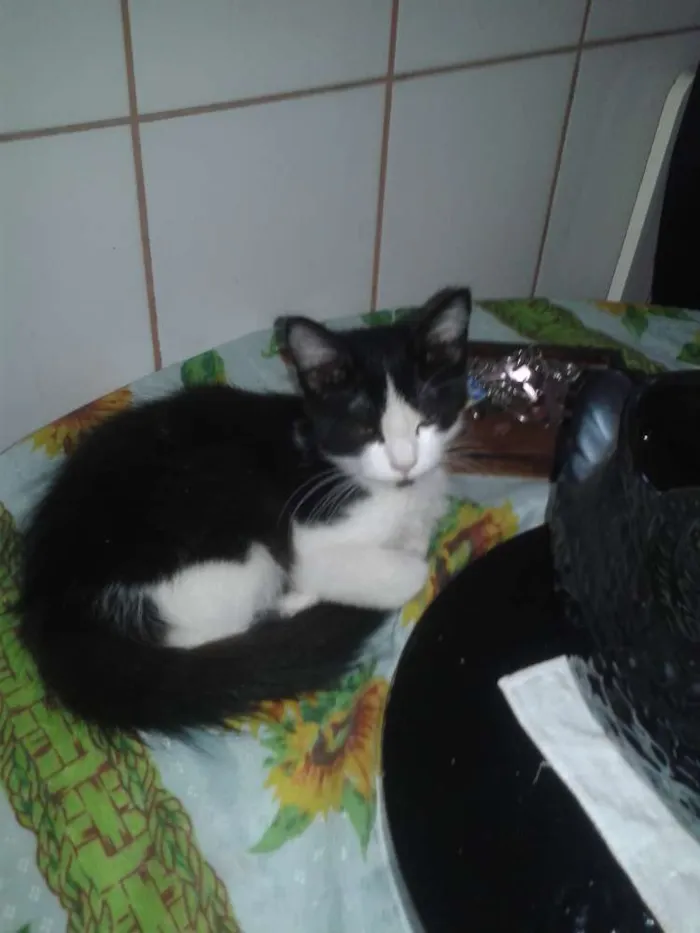 Gato ra a Srd idade 2 a 6 meses nome Dino