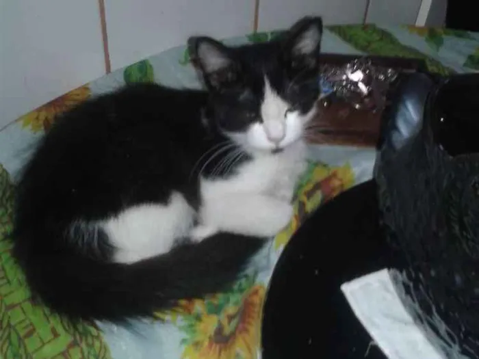 Gato ra a Srd idade 2 a 6 meses nome Dino