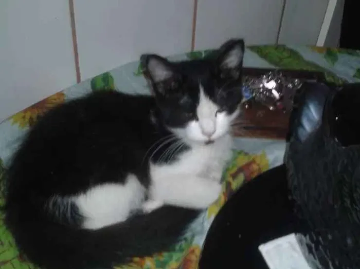Gato ra a Srd idade 2 a 6 meses nome Dino