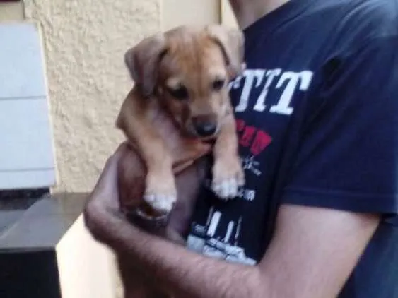 Cachorro ra a Indefinida idade Abaixo de 2 meses nome Sem nome