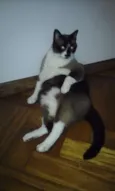 Dudu