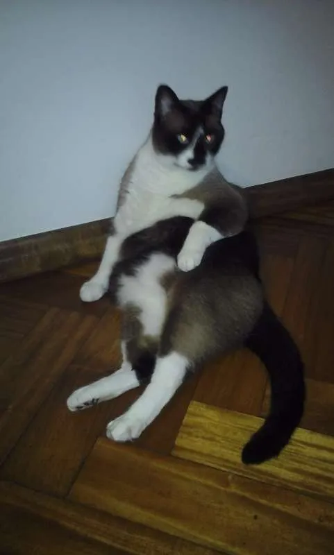 Gato ra a SRD idade 6 ou mais anos nome Dudu