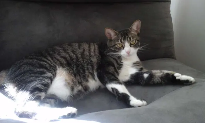 Gato ra a SRD idade 6 ou mais anos nome Donna