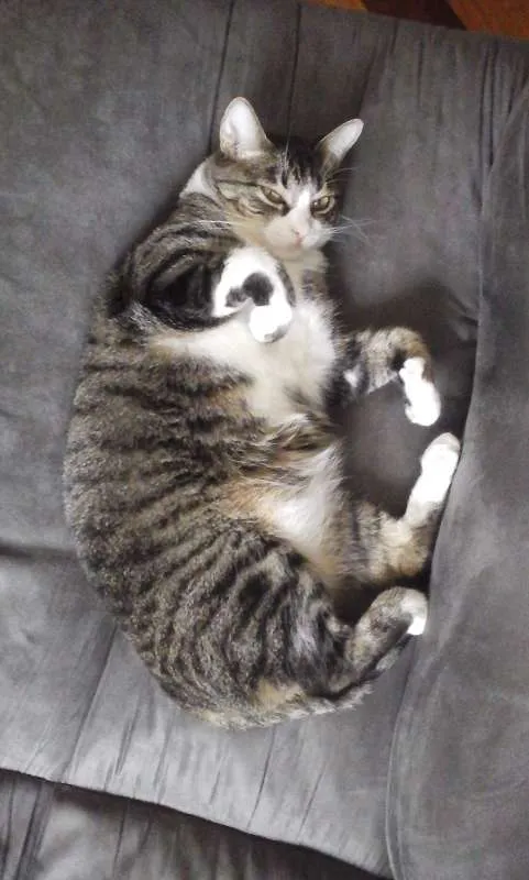 Gato ra a SRD idade 6 ou mais anos nome Donna