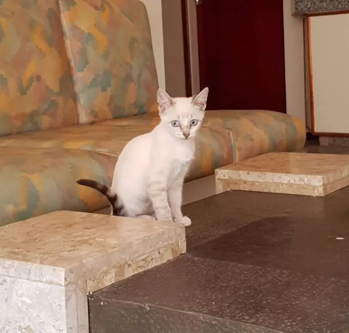 Gato ra a Brasileira idade Abaixo de 2 meses nome Jô