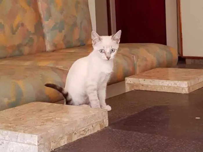 Gato ra a Brasileira idade Abaixo de 2 meses nome Jô