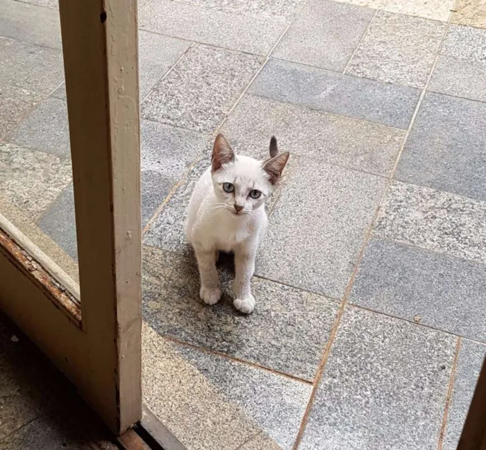 Gato ra a Brasileira idade Abaixo de 2 meses nome Jô