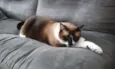 Dudu