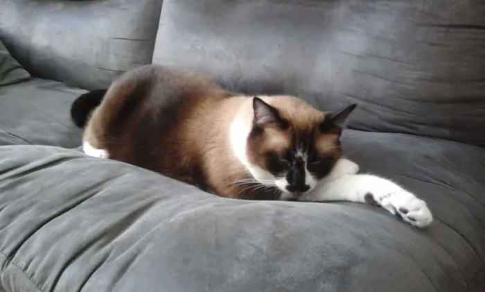 Gato ra a SRD idade 6 ou mais anos nome Dudu