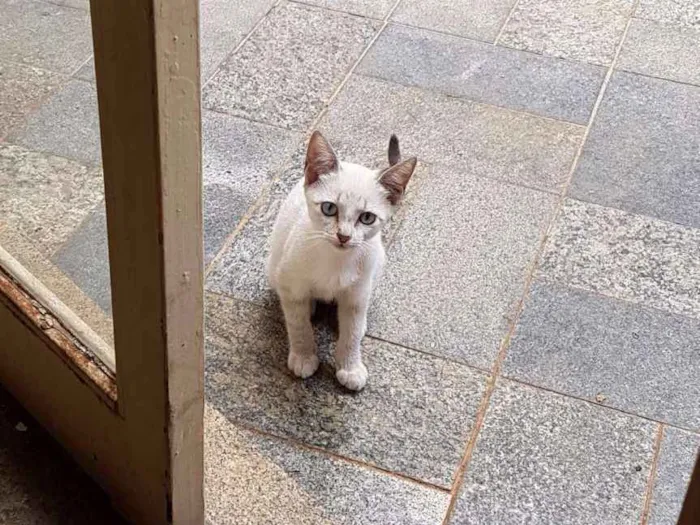 Gato ra a Brasileira idade Abaixo de 2 meses nome Jô