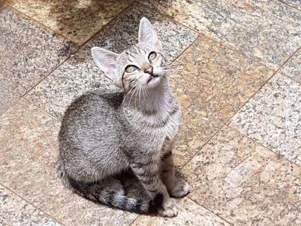 Gato ra a Brasileira idade Abaixo de 2 meses nome Renan