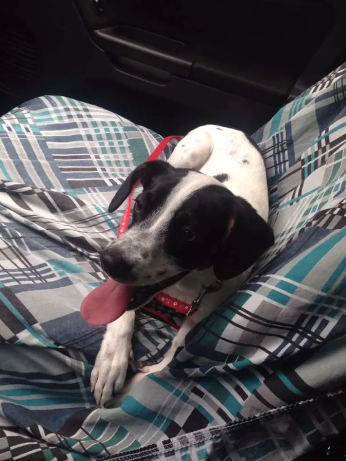 Cachorro raça Vira Lata idade 7 a 11 meses nome Luna