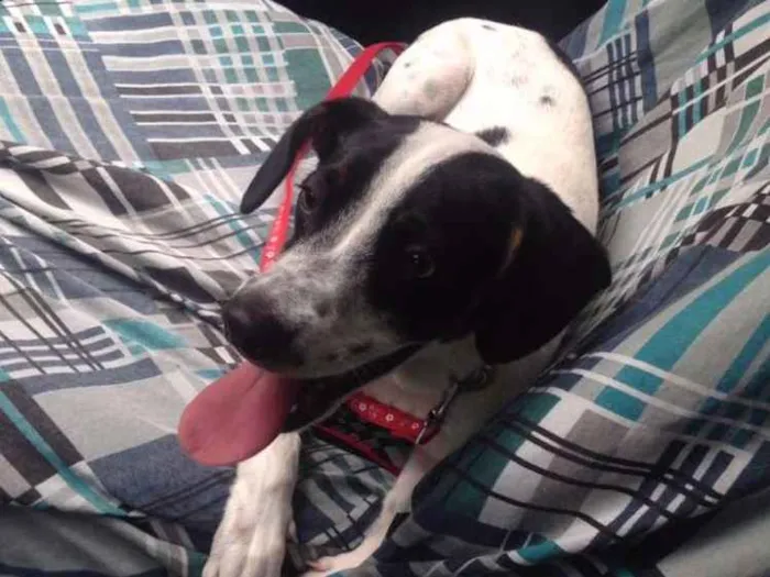 Cachorro raça Vira Lata idade 7 a 11 meses nome Luna