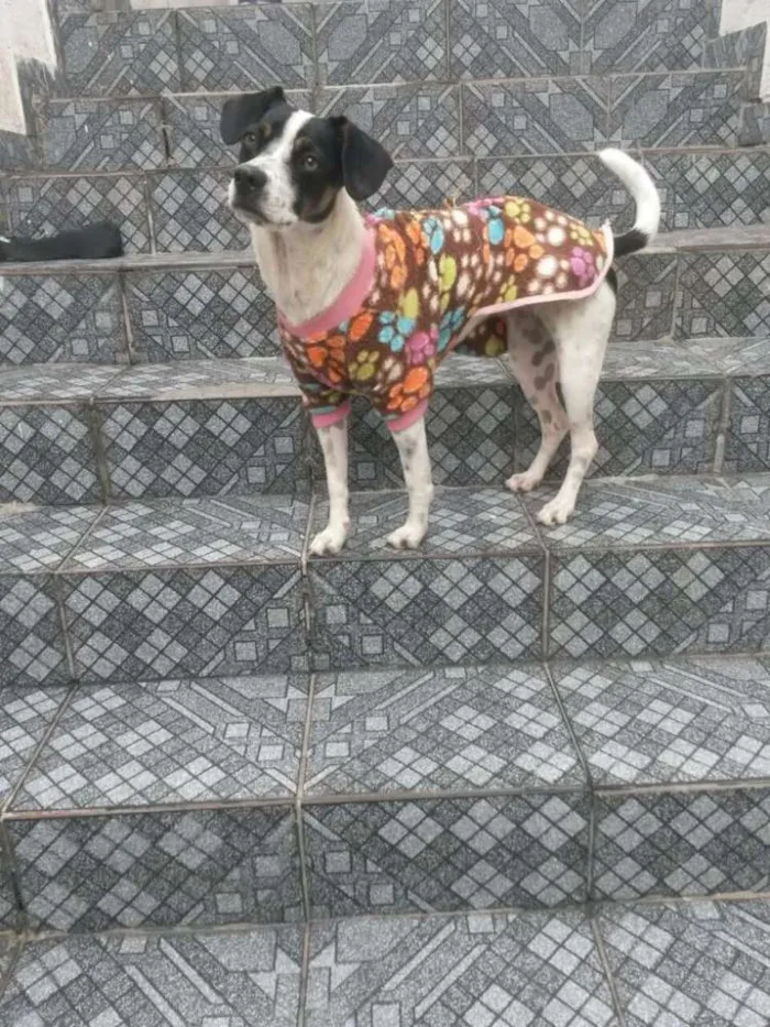 Cachorro raça Vira Lata idade 7 a 11 meses nome Luna