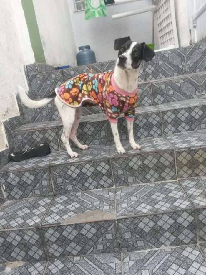 Cachorro raça Vira Lata idade 7 a 11 meses nome Luna