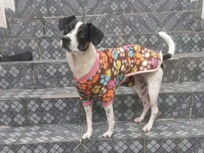 Cachorro raça Vira Lata idade 7 a 11 meses nome Luna