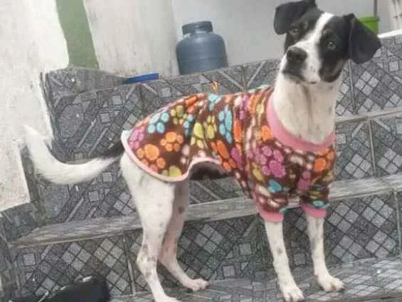 Cachorro raça Vira Lata idade 7 a 11 meses nome Luna