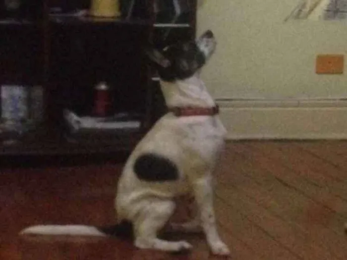 Cachorro raça Vira Lata idade 7 a 11 meses nome Luna