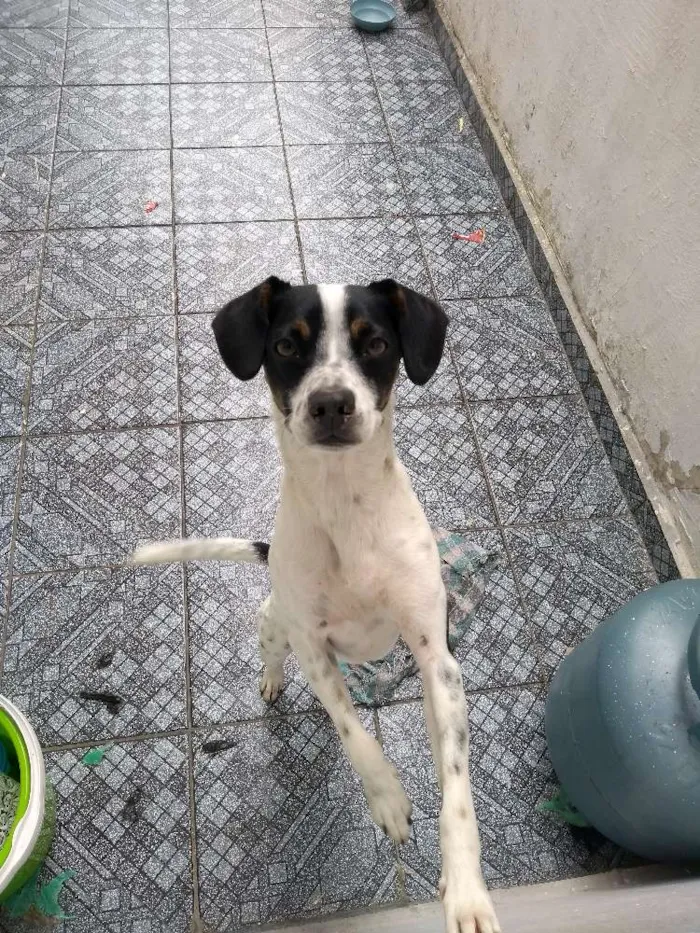 Cachorro raça Vira Lata idade 7 a 11 meses nome Luna