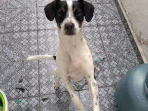 Cachorro raça Vira Lata idade 7 a 11 meses nome Luna