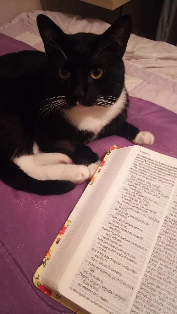 Gato ra a Srd idade 1 ano nome José miguel