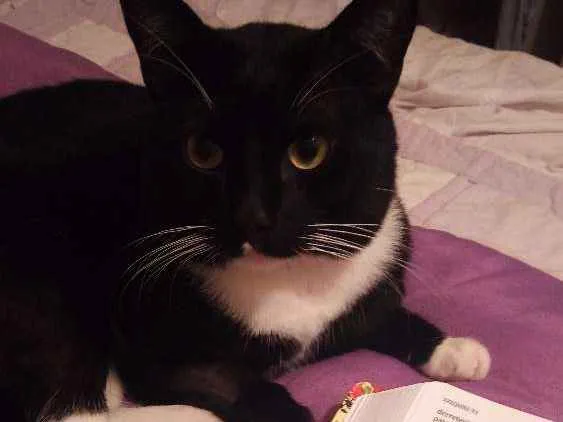 Gato ra a Srd idade 1 ano nome José miguel