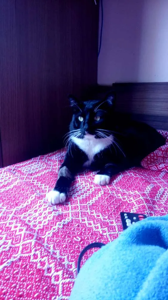 Gato ra a Srd idade 1 ano nome José miguel