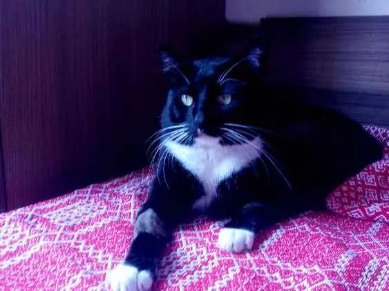 Gato ra a Srd idade 1 ano nome José miguel