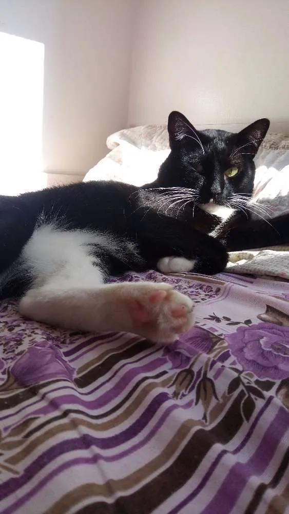 Gato ra a Srd idade 1 ano nome José miguel