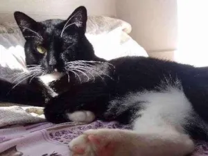Gato raça Srd idade 1 ano nome José miguel