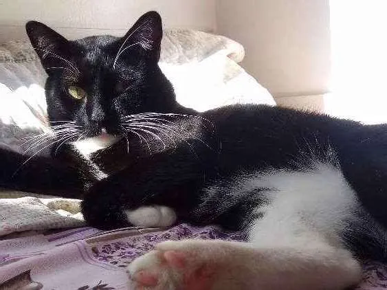 Gato ra a Srd idade 1 ano nome José miguel