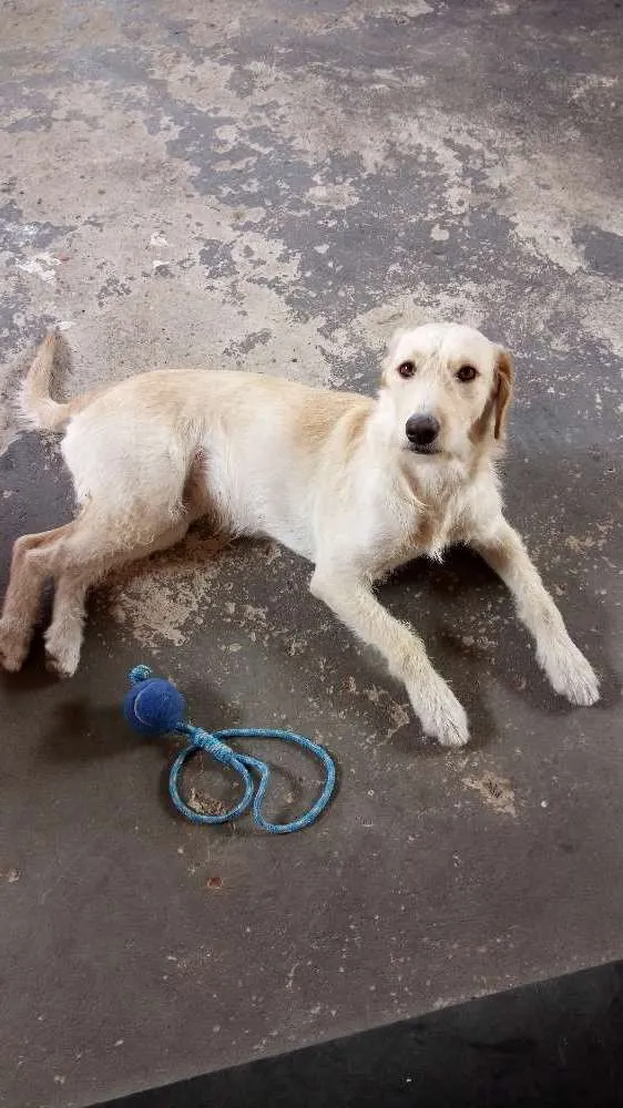 Cachorro ra a Vira lata idade 1 ano nome Layla