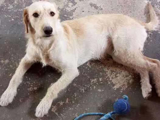 Cachorro ra a Vira lata idade 1 ano nome Layla