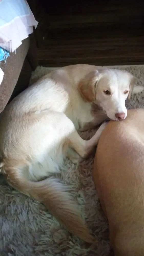 Cachorro ra a Vira lata idade 1 ano nome Ranny