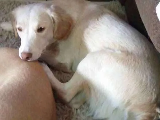 Cachorro ra a Vira lata idade 1 ano nome Ranny