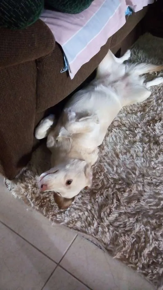 Cachorro ra a Vira lata idade 1 ano nome Ranny