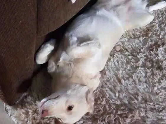 Cachorro ra a Vira lata idade 1 ano nome Ranny