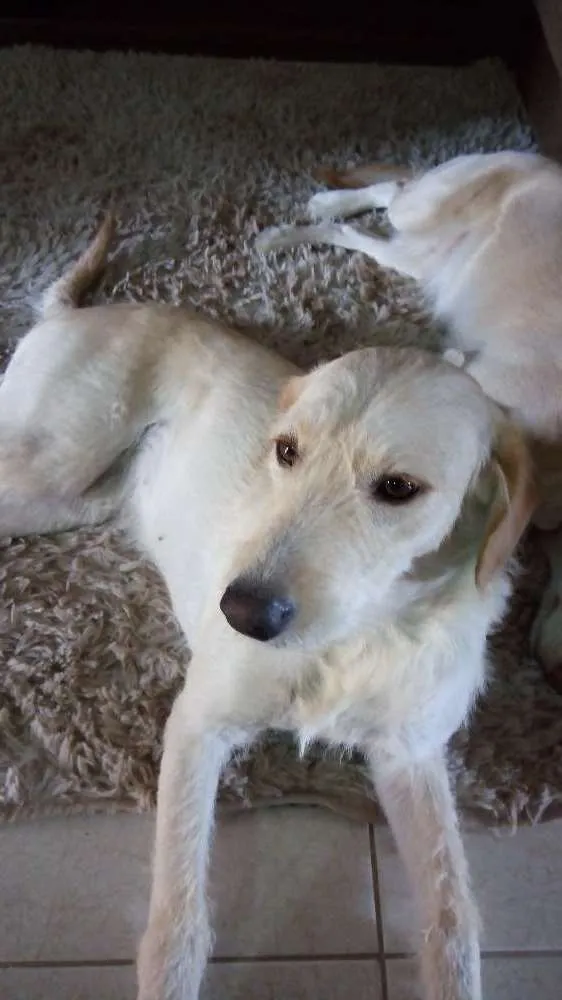 Cachorro ra a Vira lata idade 1 ano nome Layla