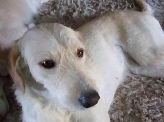 Cachorro ra a Vira lata idade 1 ano nome Layla