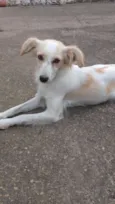 Sol