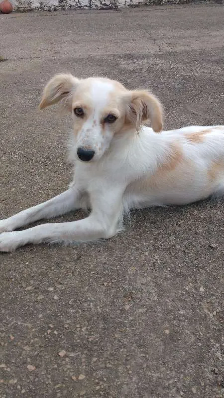 Cachorro ra a Vira Lata idade 2 anos nome Sol