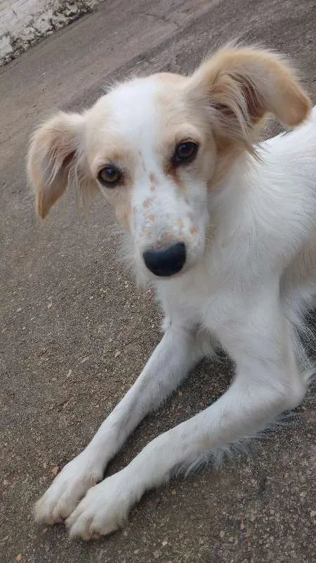 Cachorro ra a Vira Lata idade 2 anos nome Sol