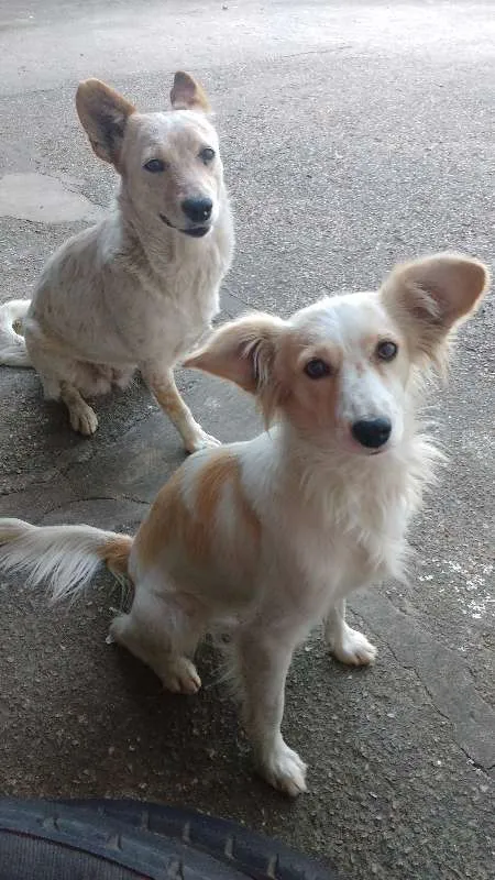 Cachorro ra a Vira Lata idade 2 anos nome Sol